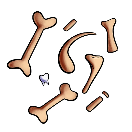 Bones